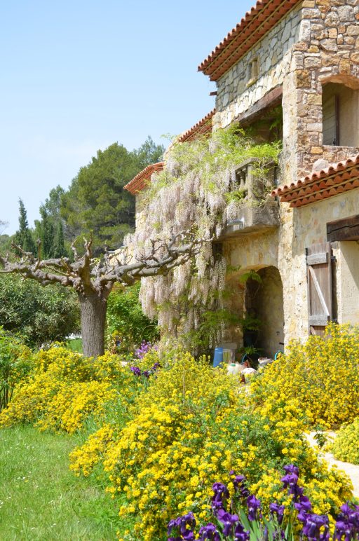 Glycine en fleur et massif de genêts et d'iris devant la propriété de Flayosc