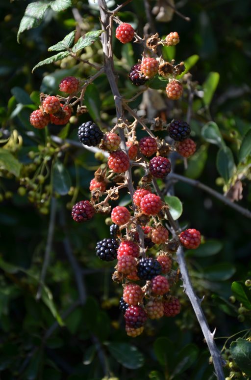 Ronce sauvage garnie de mûres, dans le jardin de la propriété de Flayosc